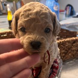 Finn - Red - male Cavapoochon puppy in Fairmont, West Virginia from Robin Nelson
