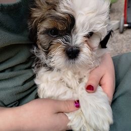 Havanese and Shih Tzu Puppies from Gnomies Furry Friends