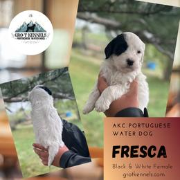 Fresca - Black and white female Portuguese Water Dog puppy in Weston, Idaho from Gro-T Kennels