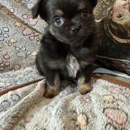 Moon - Black and tan male Chihuahua puppy in Washington, Washington, D.C. from VIP Chihuahuas