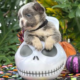 Dimitri - Tricolors male French Bulldog puppy in Palm Coast, Florida from Calypso Island French Bulldogs