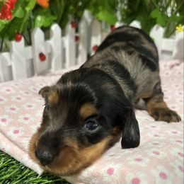Girl 2 - Dapple female Dachshund puppy in Belfair, Washington from Devoted Doxies, Lorraine’s Yorkies