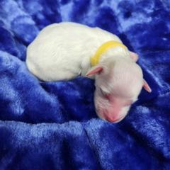Girl 4 Yellow - White female Llewellin Setter puppy in North Dinwiddie, Virginia from Pups Furever