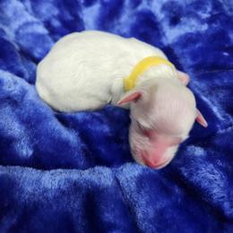 Girl 4 Yellow - White female Llewellin Setter puppy in North Dinwiddie, Virginia from Pups Furever