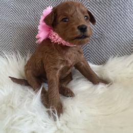 Ada - Red  female Goldendoodle puppy in Davie, Florida from Daviegoldendoodles