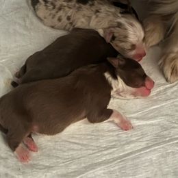 Miniature Australian Shepherd puppies from Ruby’s Reds Mini Aussies