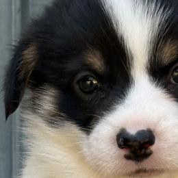 Labrador Retrievers and Pembroke Welsh Corgis from Gainesfield Labradors and Pembroke Welsh Corgis