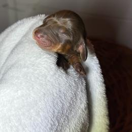 Boy 3 - Chocolate and tan male Dachshund puppy in Yuba City, California from Mulberry Dachshunds