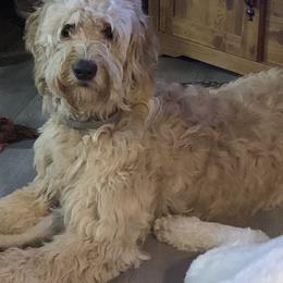 Goldendoodle Puppies from Goldhaly Peach Doodles