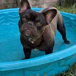 Rebel - French Bulldog