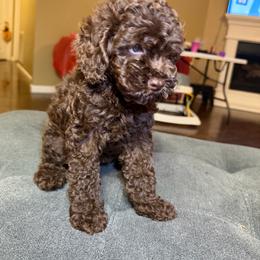 Toy-Sized Chocolate Girl 2 - Brown female Cockapoo puppy in Little Elm, Texas from Breedlove Pupps