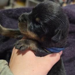 Blue boy - Black and mahogany male Rottweiler puppy in Salem, Oregon from C&C Royal Rottweilers