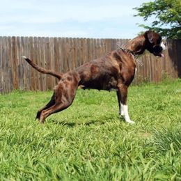 Genova - Boxer