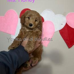 Goldendoodle Puppies from Yorks and doodles
