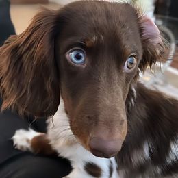 Dachshund Puppies from Dreaming of Dachshunds