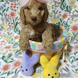 Poodle Puppies from Chatt-A-Nooga Poodles