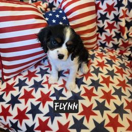 Flynn - Tri-color male Cavalier King Charles Spaniel puppy in Lehi, Utah from Angels and Nobility Cavaliers