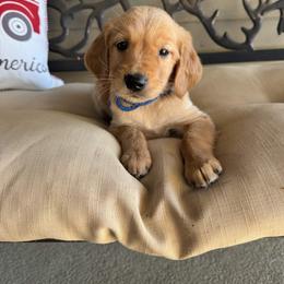 Blue Collar Boy - Dark golden male Golden Retriever puppy in Bristol, Tennessee from The Dogstead