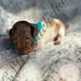 Dachshund Puppies from CSW Dachshunds