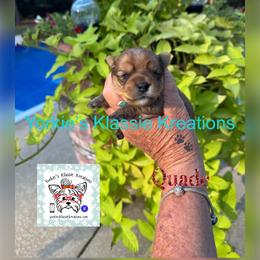 Quade - Sable male Yorkshire Terrier puppy in Dierks, Arkansas from Yorkie’s Klassie Kreations