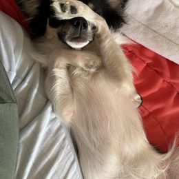 Chihuahua Puppies from Dog Bones N Harmony