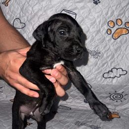 Great Dane Puppies from Great Dane Dynasty