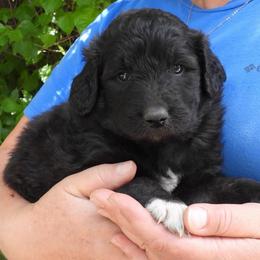 Terrence - Black male Pyredoodle puppy in Prescott, Washington from Washington Pyredoodles
