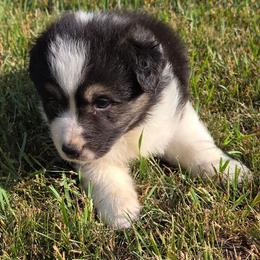 Black tri female 1 - Black tri-color female Australian Shepherd puppy in Browerville, Minnesota from Rustic River Ranch Aussies