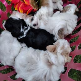 Remi - Black and white male Havanese puppy in Granger, Indiana from Melissa's Havanese