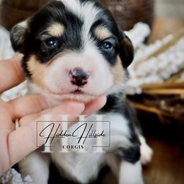 Tri Fluff Boy 3 docked tail - Black and tan male Pembroke Welsh Corgi puppy in Locust Grove, Oklahoma from Hidden Hillsides Corgis