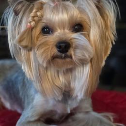 Ellie - Blue and gold female Yorkshire Terrier puppy in Morgan Hill, California from Simply Perfect Yorkies
