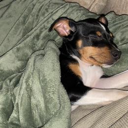 Akita and Rat Terriers from Majestic Valley Farms