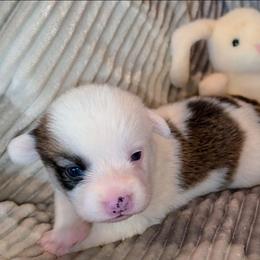 Apple - Sable female Pembroke Welsh Corgi puppy in New Hampshire from Muddy Paws Corgis
