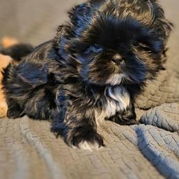 Ophelia - Black and white female Shih Tzu puppy in Waynesboro, Pennsylvania from Big Win Shih Tzus