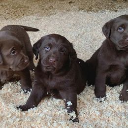 Labrador Retrievers from Skyfire