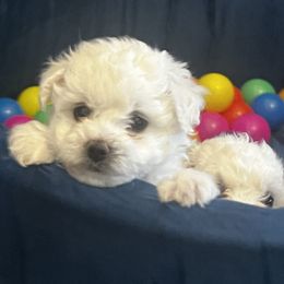 Luna de Blanc - White female Bichon Frise puppy in Anza, California from Top Shepherd & Bichon Frisé