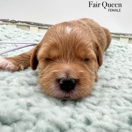 Fair Queen - Apricot female Goldendoodle puppy in Sunman, Indiana from Brunsman Country Doodles LLC