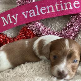 Valentino - Piebald male Dachshund puppy in Fallon, Nevada from Desert Doxies