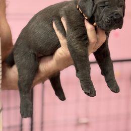 Orange - Gray brindle female Cane Corso puppy in Pollock Pines, California from Capitol City Cane Corso