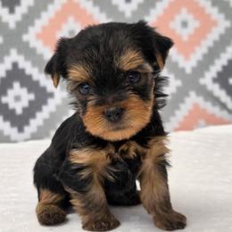 Mia - Blue and gold female Yorkshire Terrier puppy in Monticello, Iowa from Ashley’s Puppies