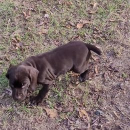 German Shorthaired Pointer Puppies from Stoney Fork German Shorthaired Pointers