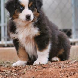 Hades - Black tri-color male Australian Shepherd puppy in Tuscola, Texas from Rockin D Ranch