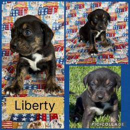 Liberty - Black female Catahoula Leopard Dog puppy in Forbes, Minnesota from North Country Catahoulas