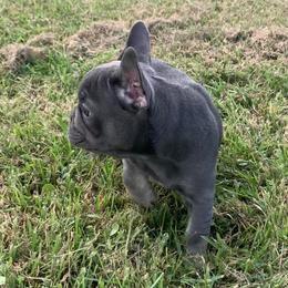 Boxer and French Bulldog Puppies from Beachside Boxers and Frenchies