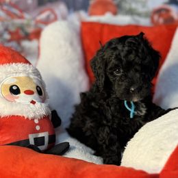 Sparkle, Blue Collar - Phantom male Goldendoodle puppy in Lake Panasoffkee, Florida from Donnas Deluxe Doodles LLC