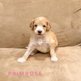Primrose - Cream female Goldendoodle puppy in Dallas County, Texas from Dream A Little Doodle