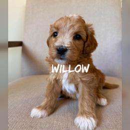Willow - Apricot female Goldendoodle puppy in Glendale, Arizona from Follow Your Bliss Doodles