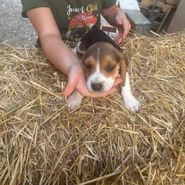 Puppy 4 - Black white and tan female Beagle puppy in Martinton, Illinois from Iroquois River Beagles