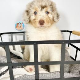 Aussiedoodle, Bernedoodle, and Goldendoodle Puppies from Dandy Doodle Ranch
