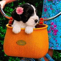 Charlie - Parti female Miniature Schnauzer puppy in Winter Haven, Florida from The Blue Eyed Schnauzer
